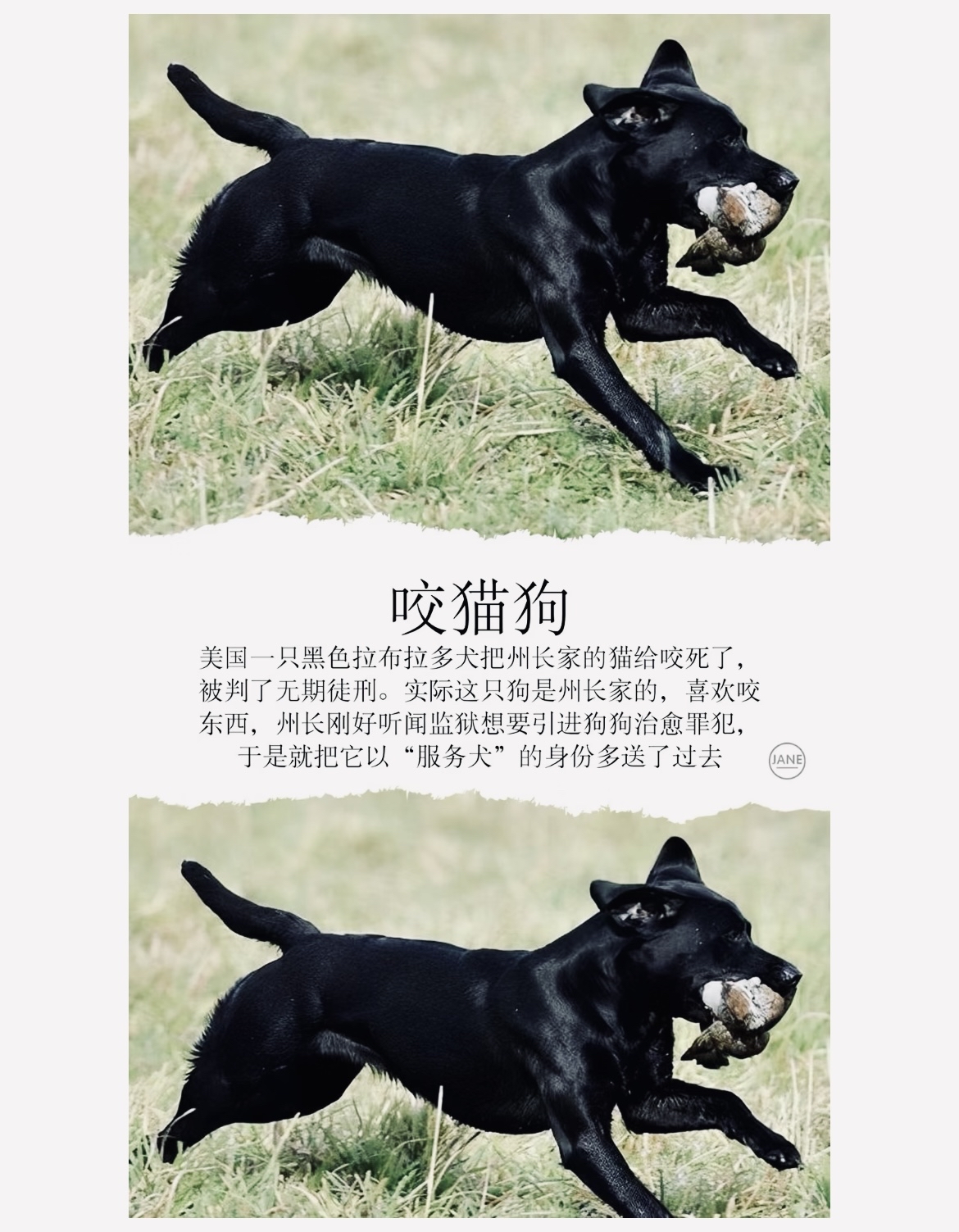 因犯罪被逮捕的十六只动物