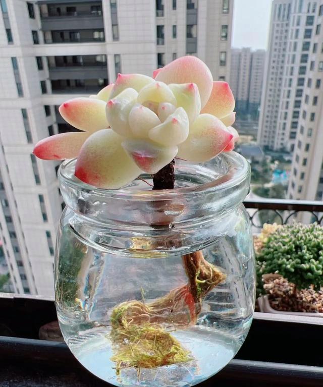 浙江女白领水培多肉装饰工位,意外走红网络,评论区热议不断