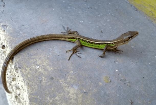 四脚蛇会咬人吗:揭开误解,了解真相