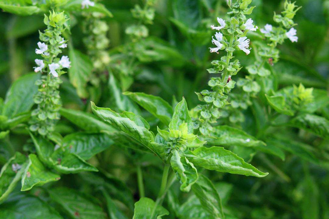 九层塔人称香草籽,民间常用调料植物,价格比猪肉还贵,38元一斤