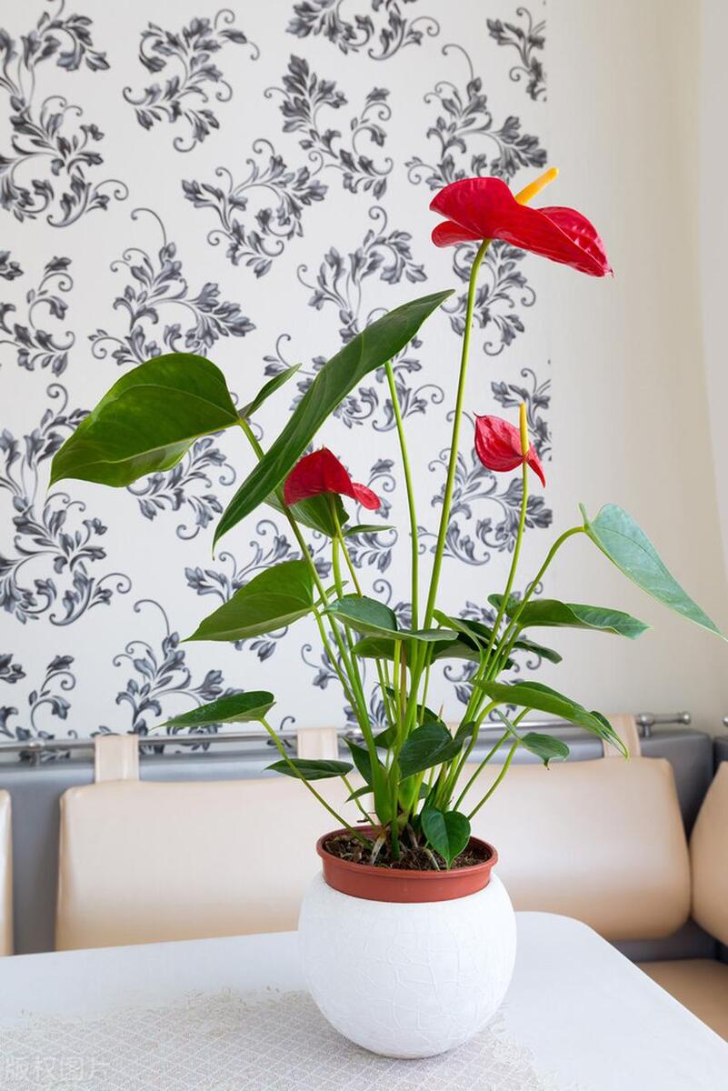 人养花,花旺人!11种阴性花,可以养客厅,花漂亮,人健康
