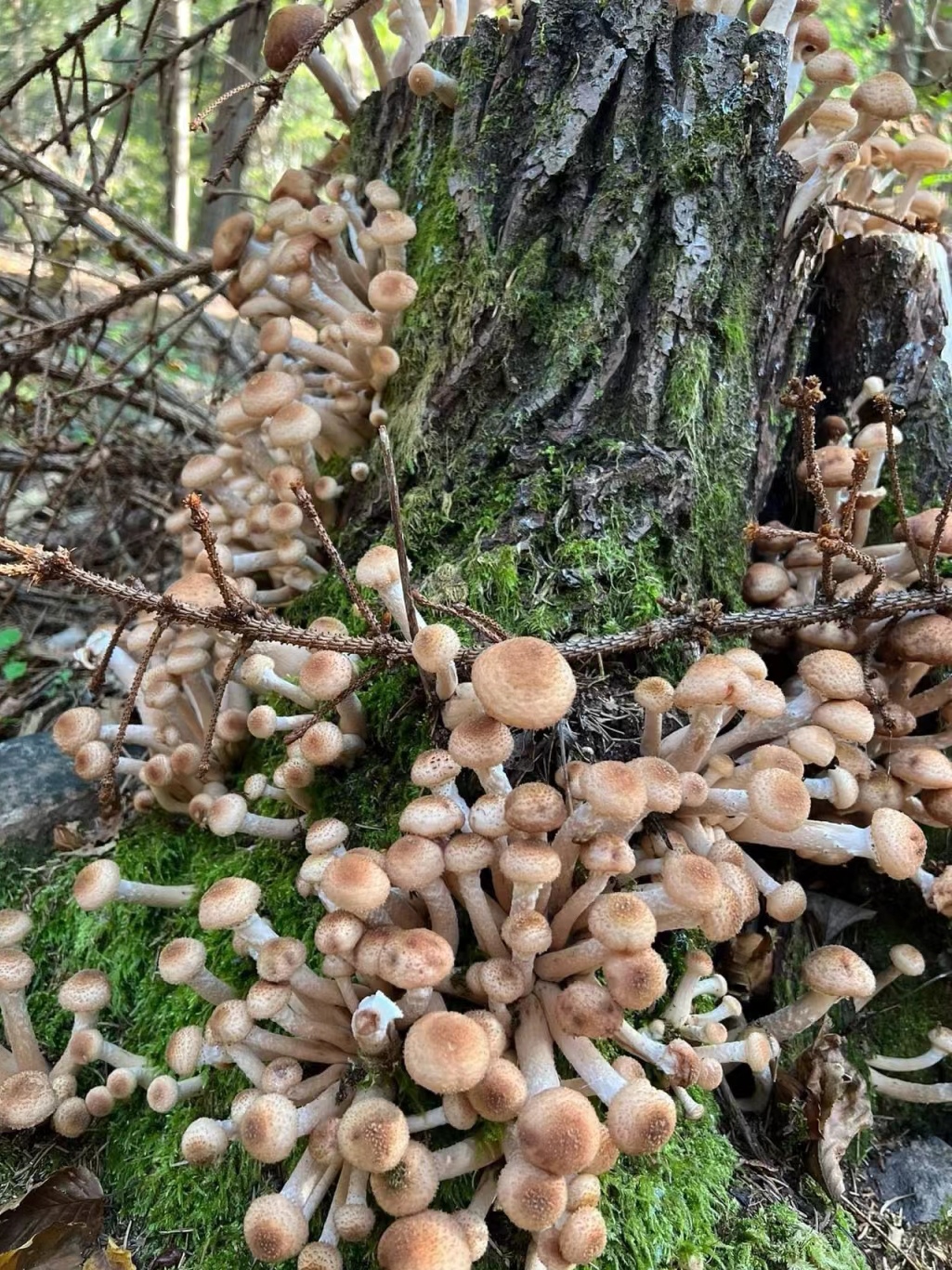 野外干枯的树上长了好多这种蘑菇,都是一坨一坨的长在一起,不知道这种