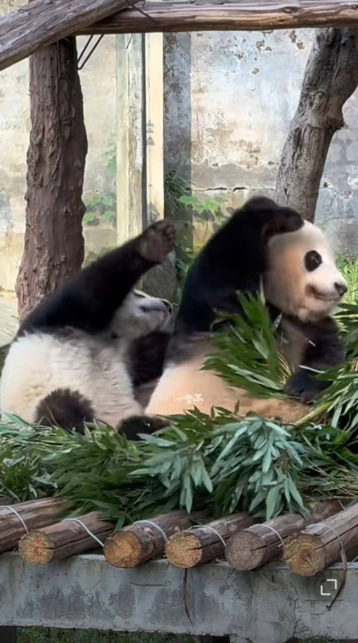 莽女士:谁来把这瓜娃子弄走!