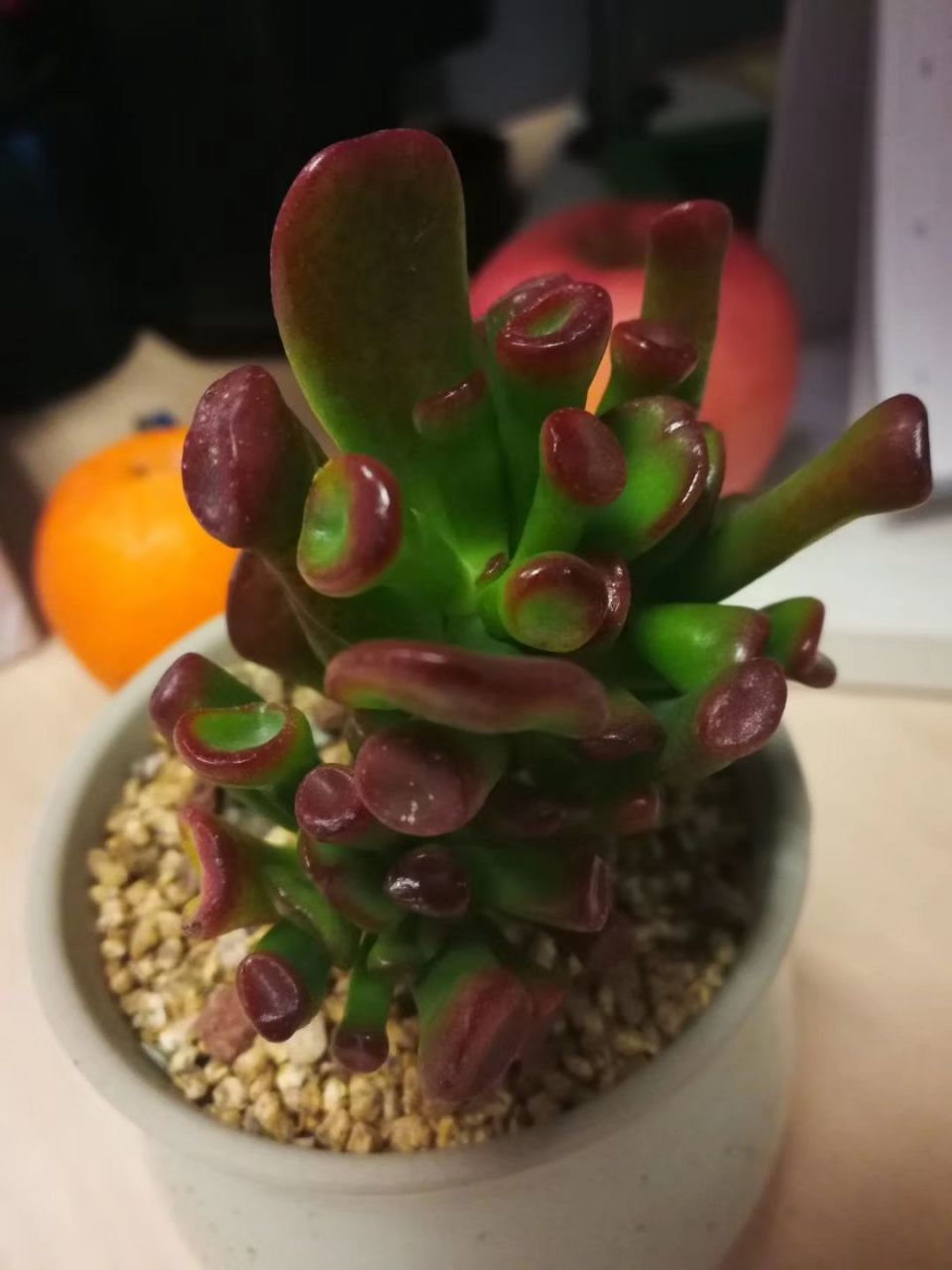 我养的多肉,吸财树