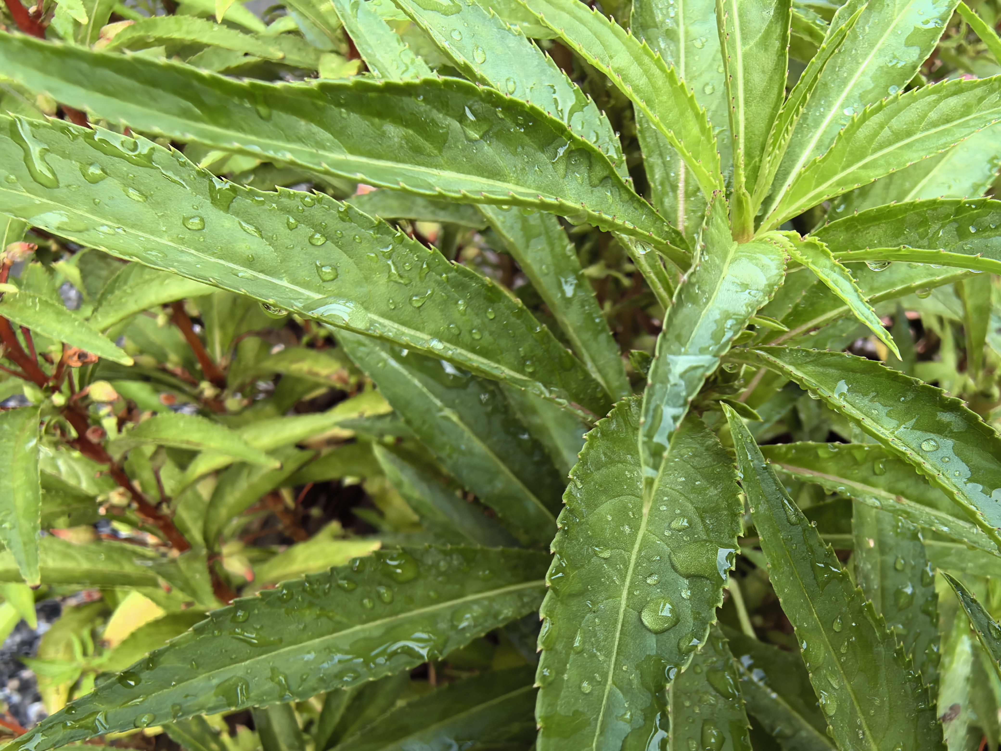 逛的目的是为了与蝉的前身相遇