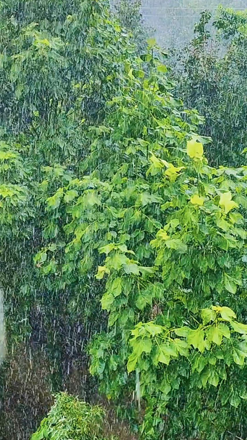 什么叫大雨如注,来一起看看吧