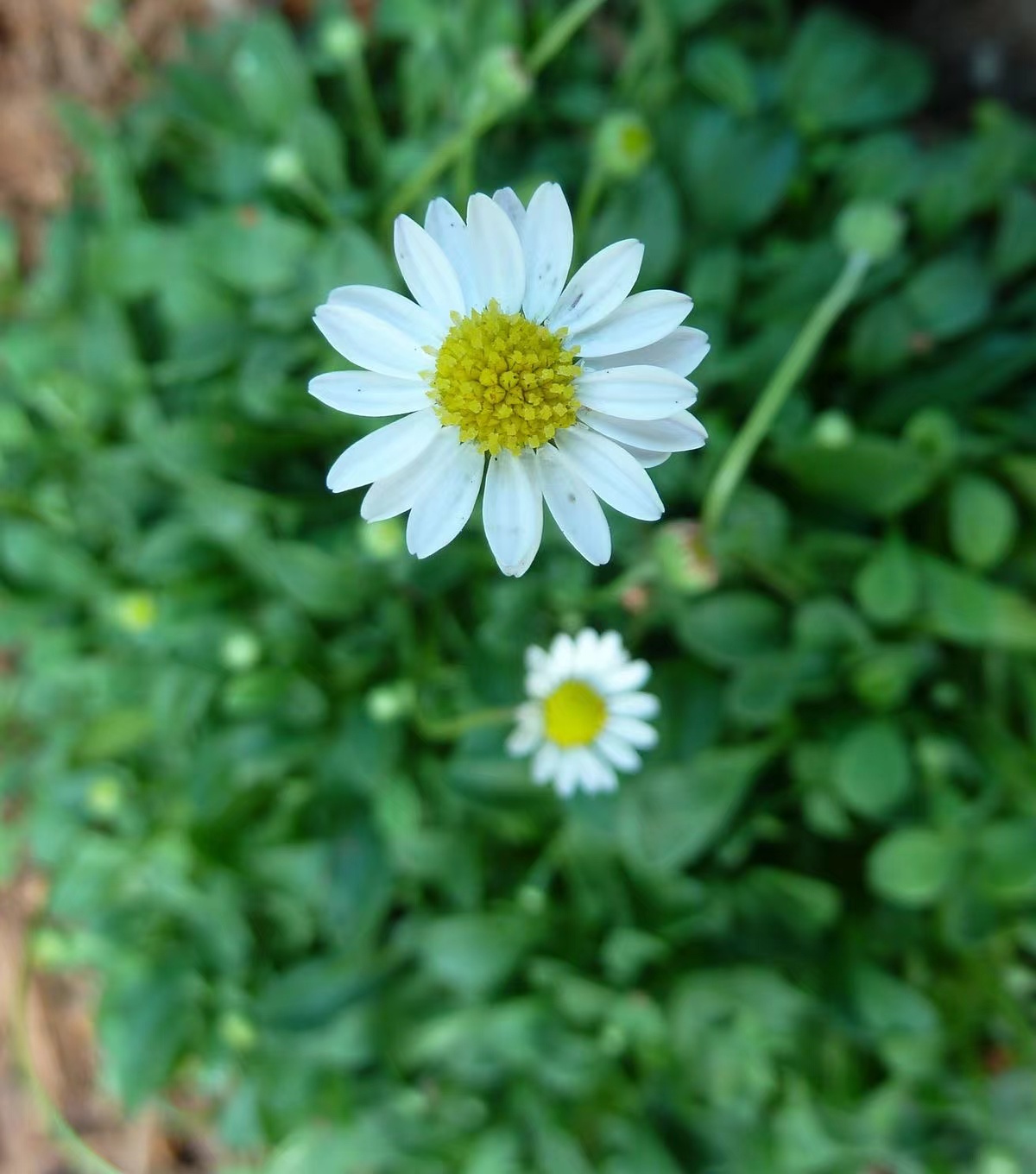 小雏菊教会我们,无论环境多么恶劣,只要心中有阳光,就能够找到属于