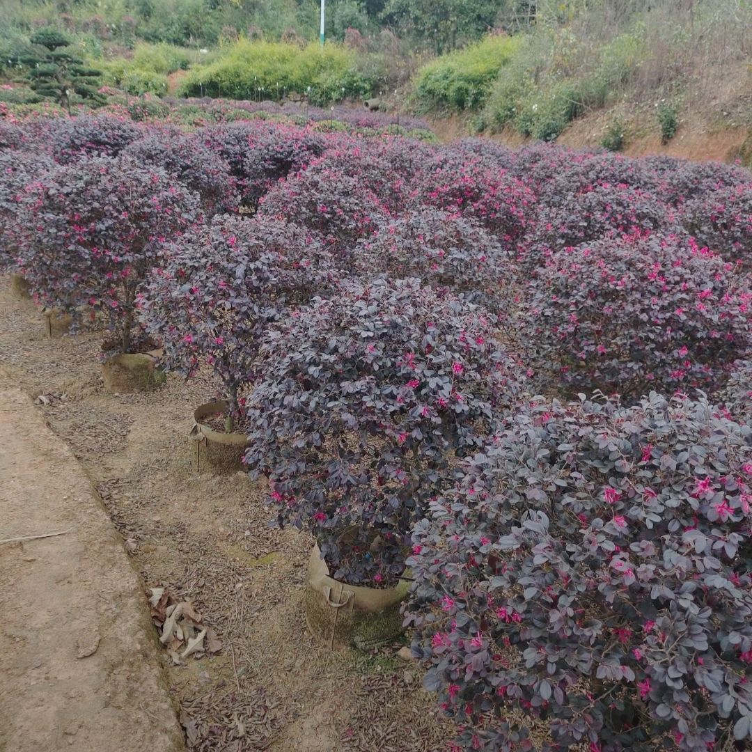 红花鸡母树苗图片