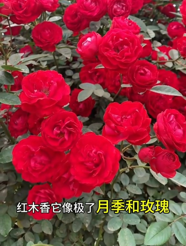 "开花机器"红木香,耐寒不生虫,花朵像极了月季