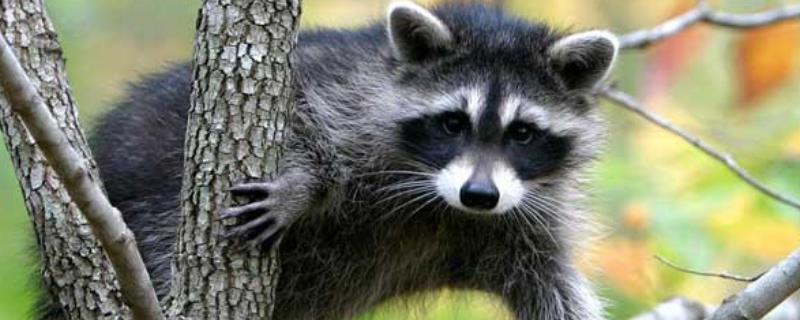 果子狸养殖技术,果子狸的生活习性