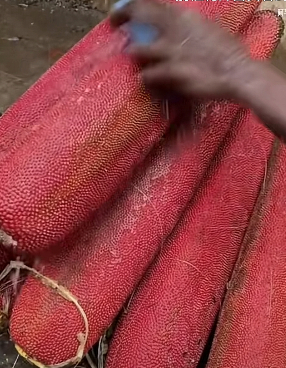 巴布亚的食物,软妹啦