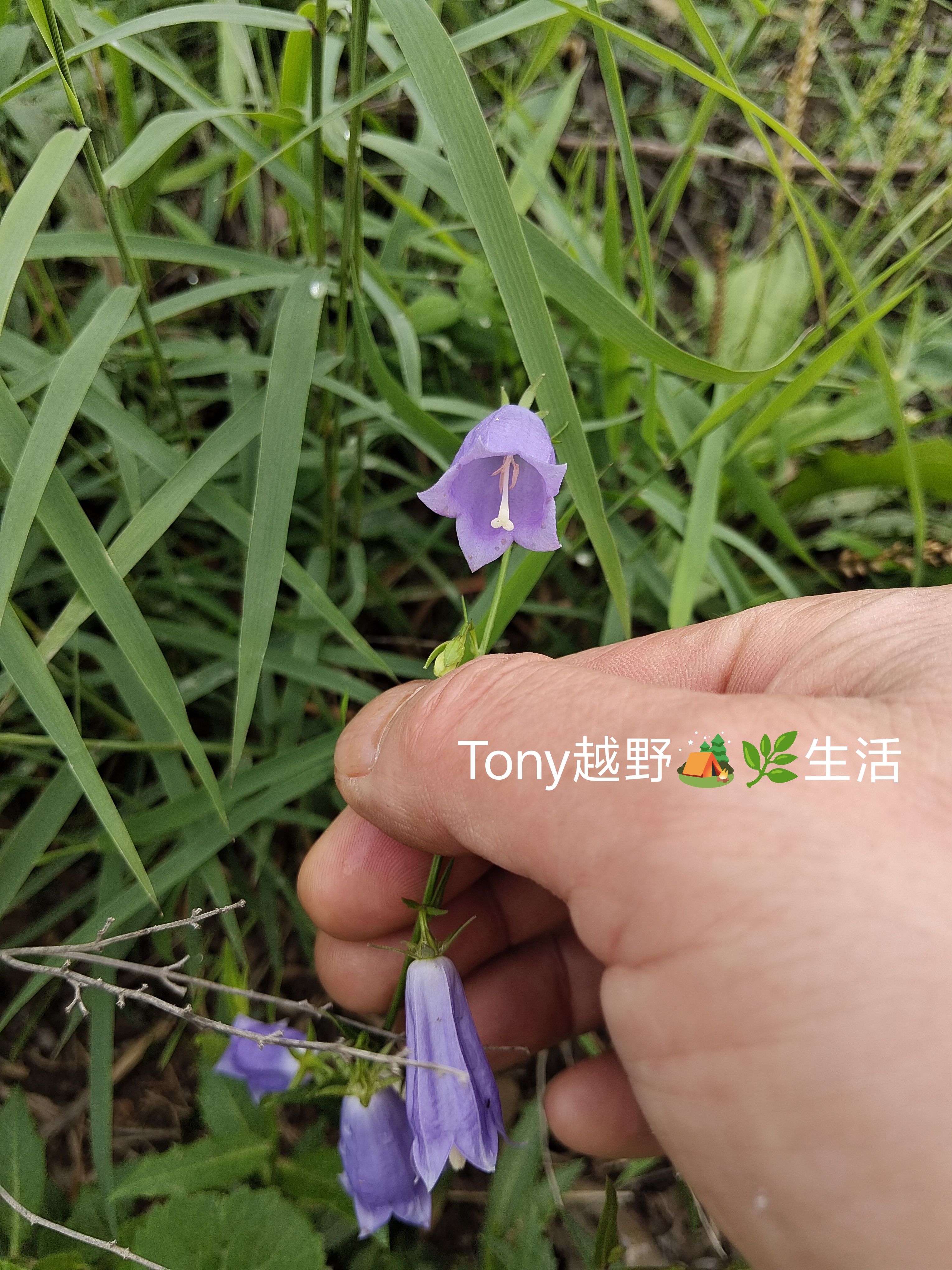 走进大山,偶遇(小人参)沙参,开着淡紫色小灯笼花,即是美景,又是良药
