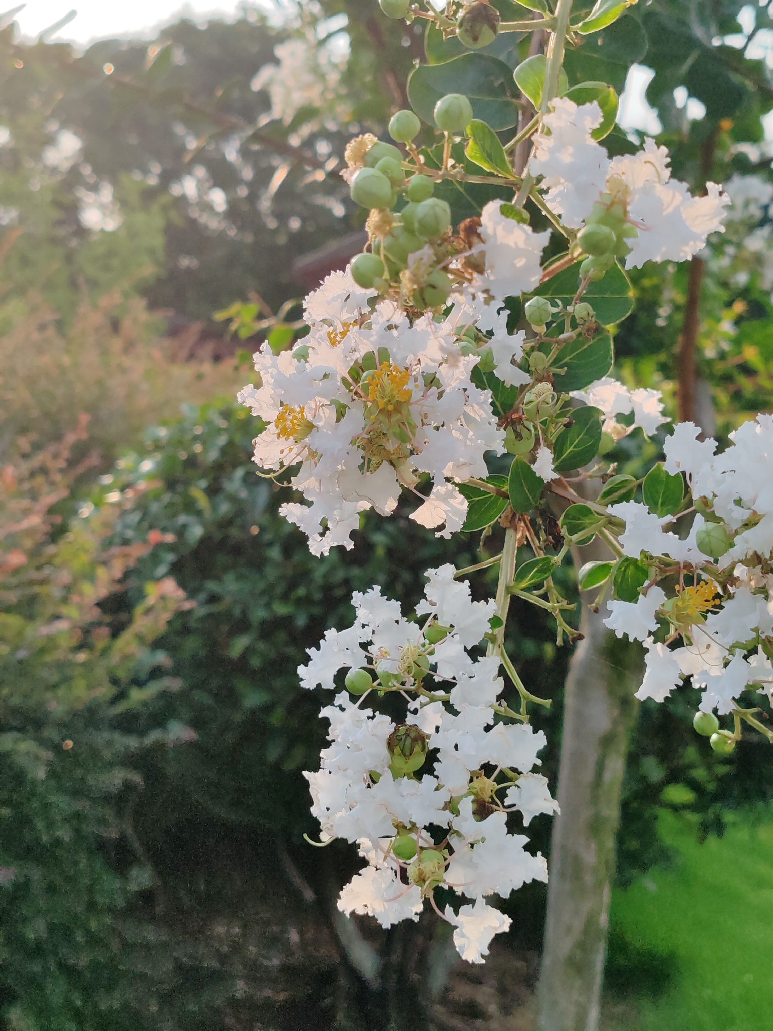 白色紫薇花,银薇