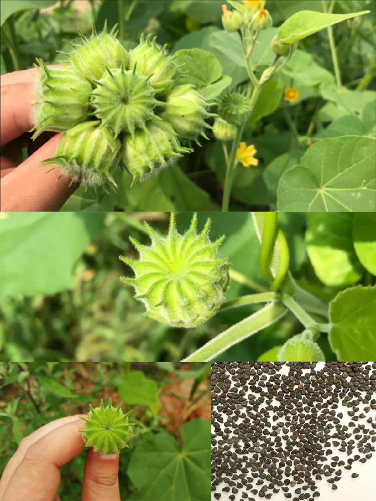 鸟仔麻草药图片图片