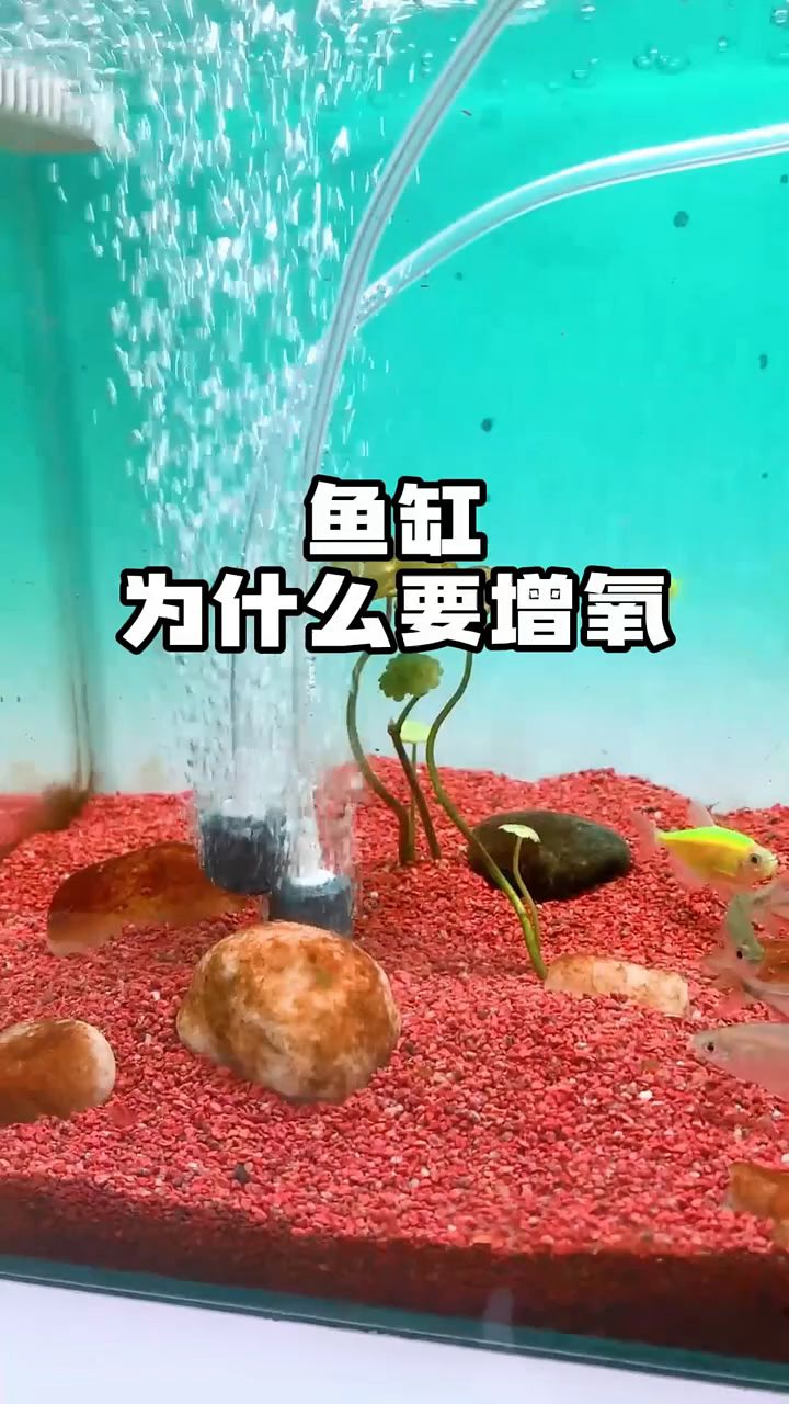 土方法鱼缸增氧手动图片