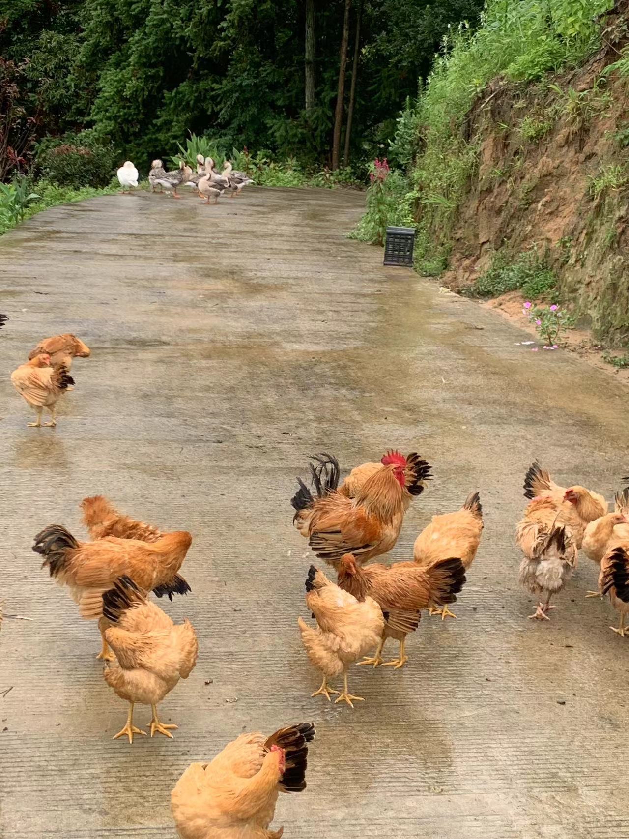 "此树是我栽,此路是我开.要想从此过,留下买路财."哈哈!路霸王!