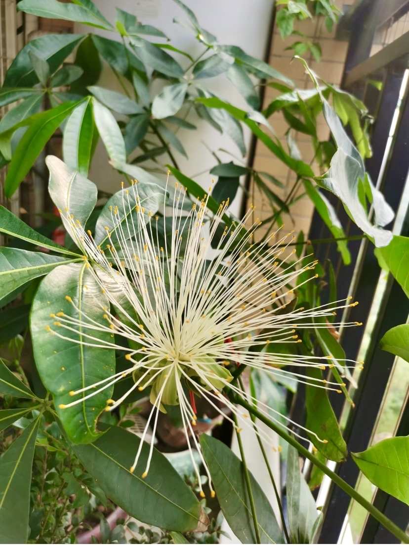 招财耳植物图片