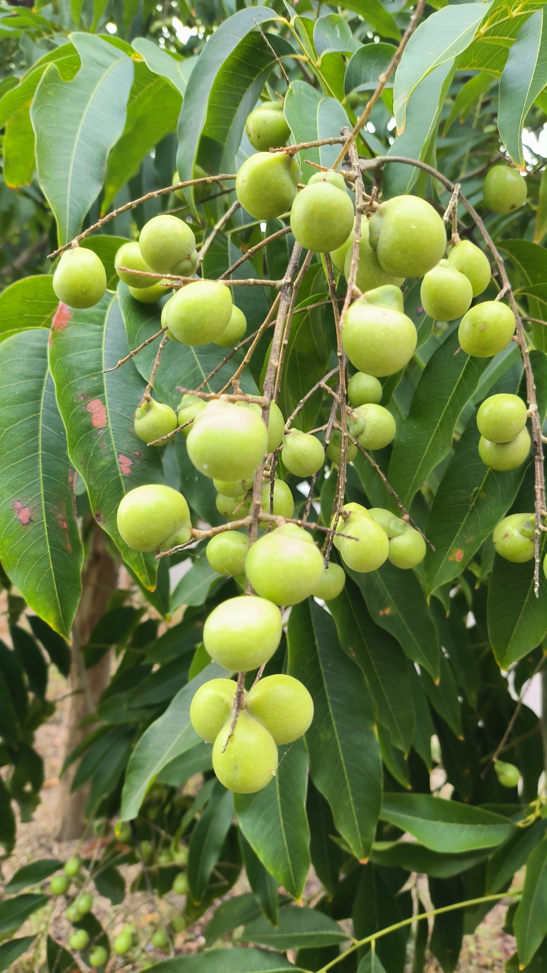 这是什么树,高大的树上结满了果子