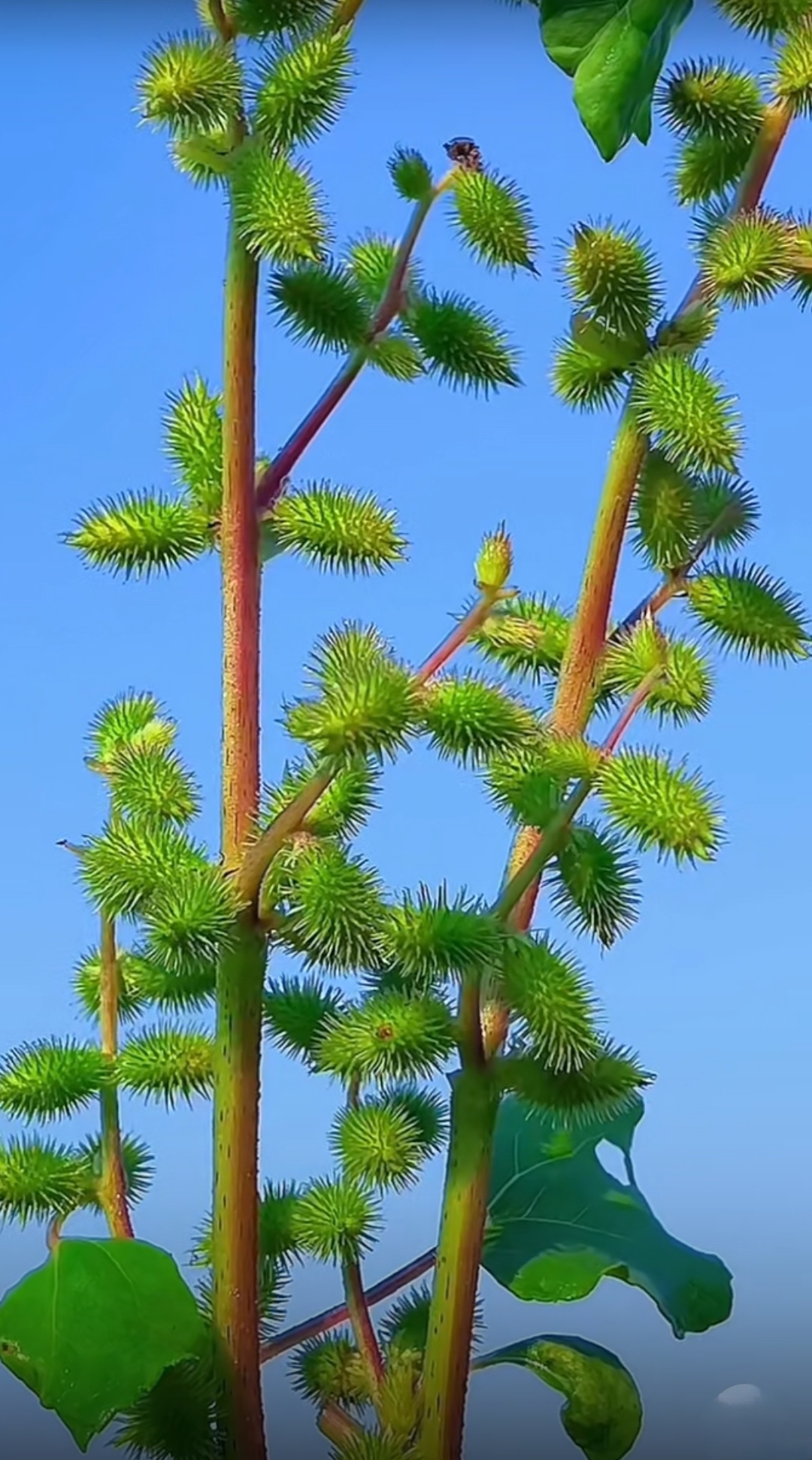 哈,谁还记得小时候经常见的这种植物,叫什么名字呢?