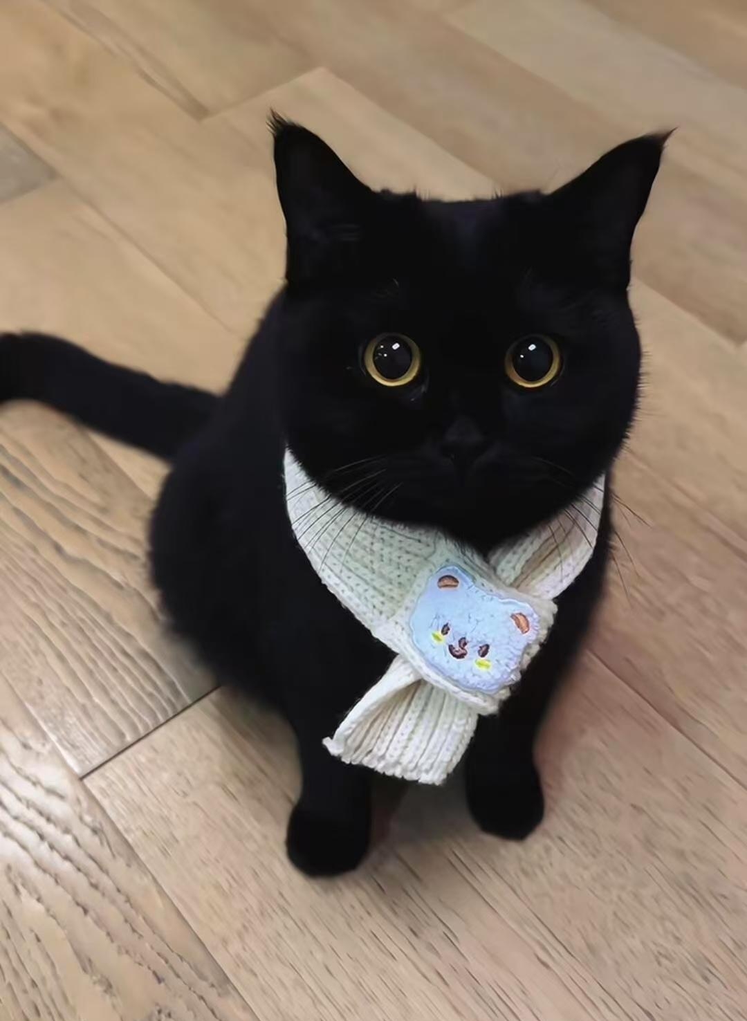 天呐谁会养这种黑不溜秋的小家伙呢?黑猫的受众群体是哪些人呢?