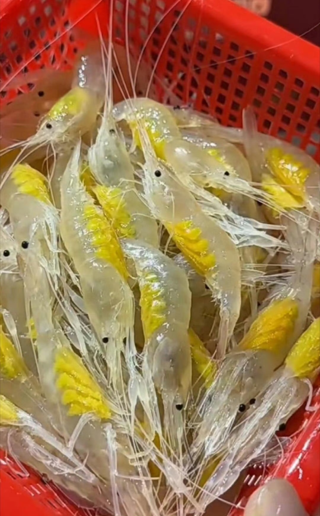 有人知道这种虾是什么吗?它看起来几乎透明