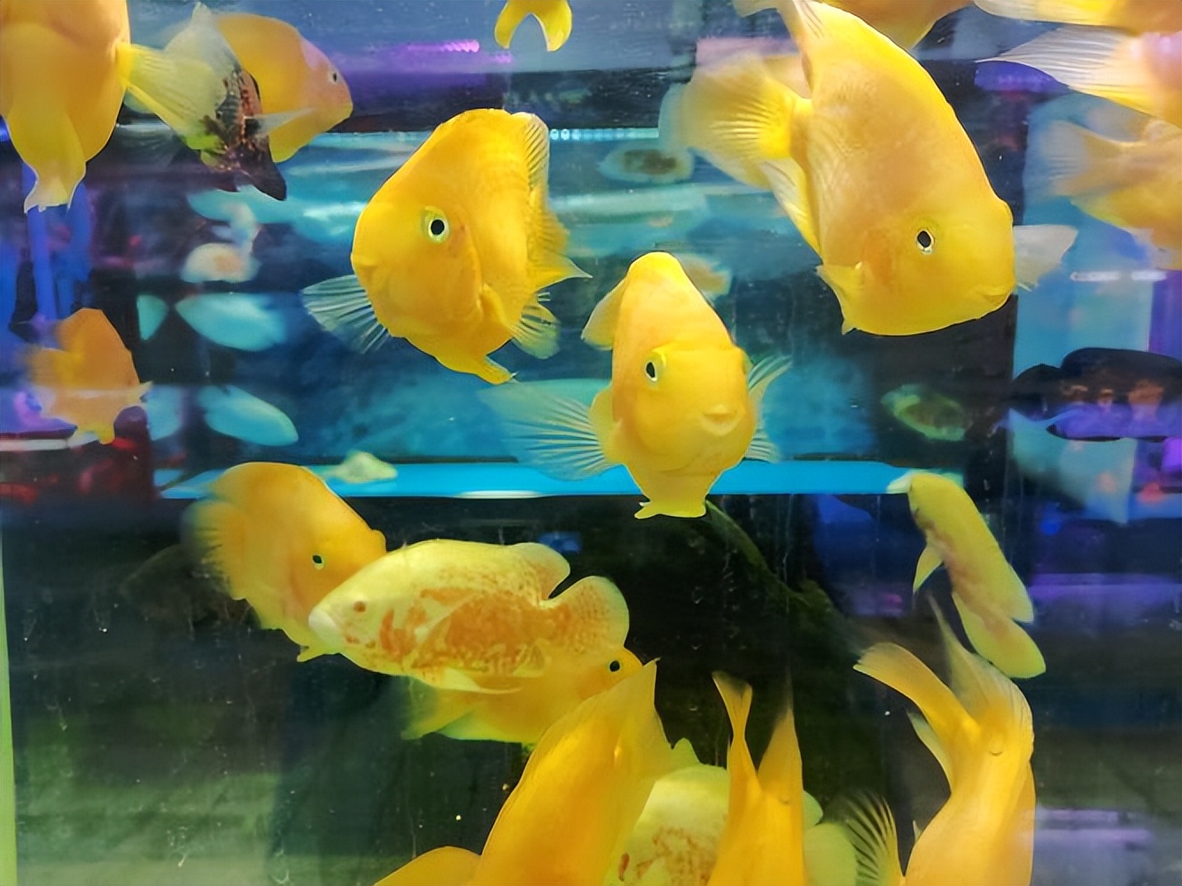 菠萝鱼是热带水域中的宝石,品种繁多,能与哪些鱼类混养?