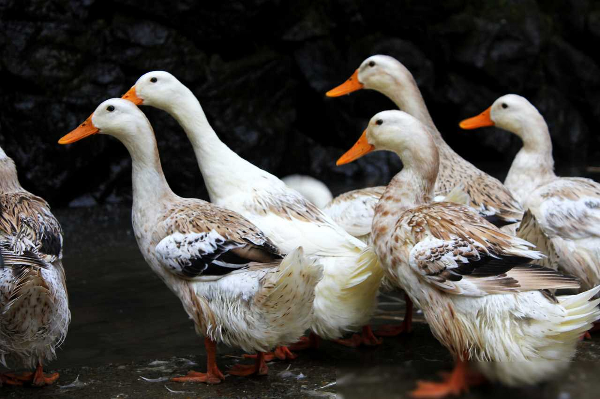 鸭子为什么能成为交配速度最快的生物之一?