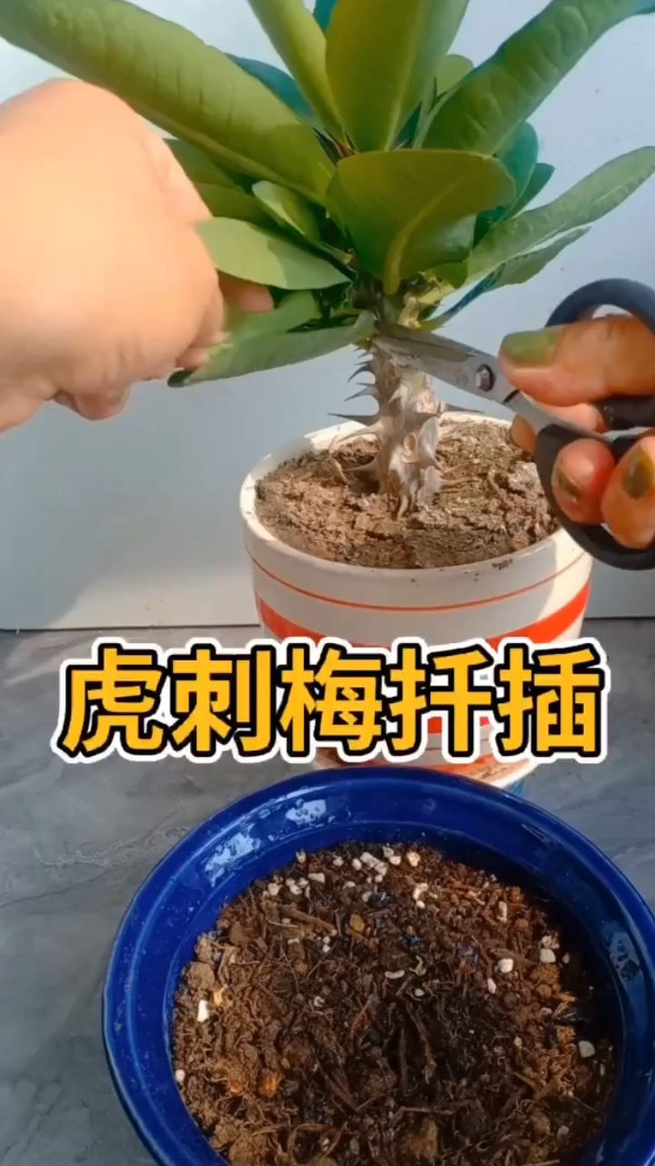 虎刺梅如何扦插繁殖?老花匠教你这样扦插,提高成活率!
