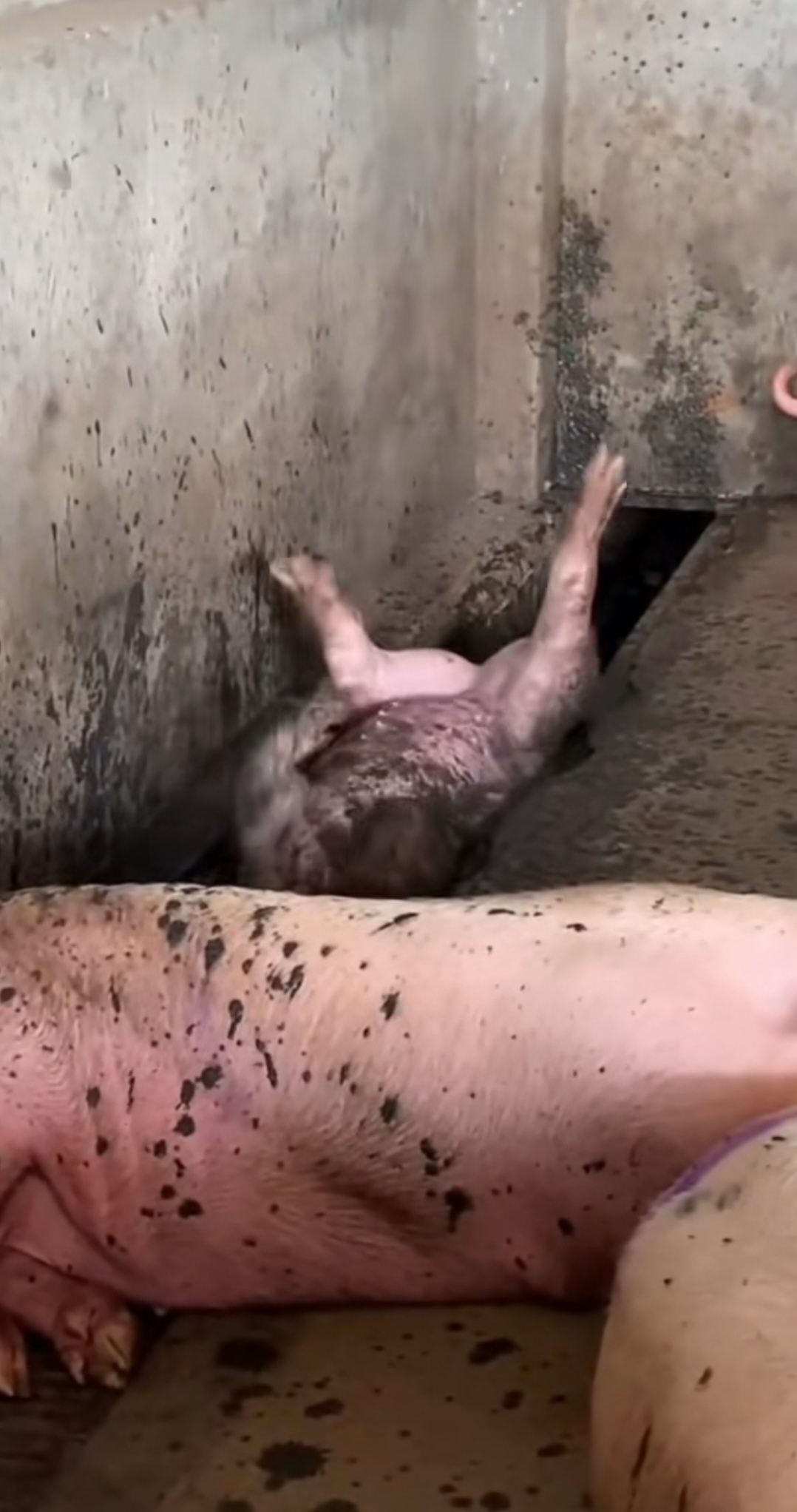 猪圈里一头小猪,不幸掉进了臭水沟里四脚朝天,乱蹬乱踢挣扎了好半天就