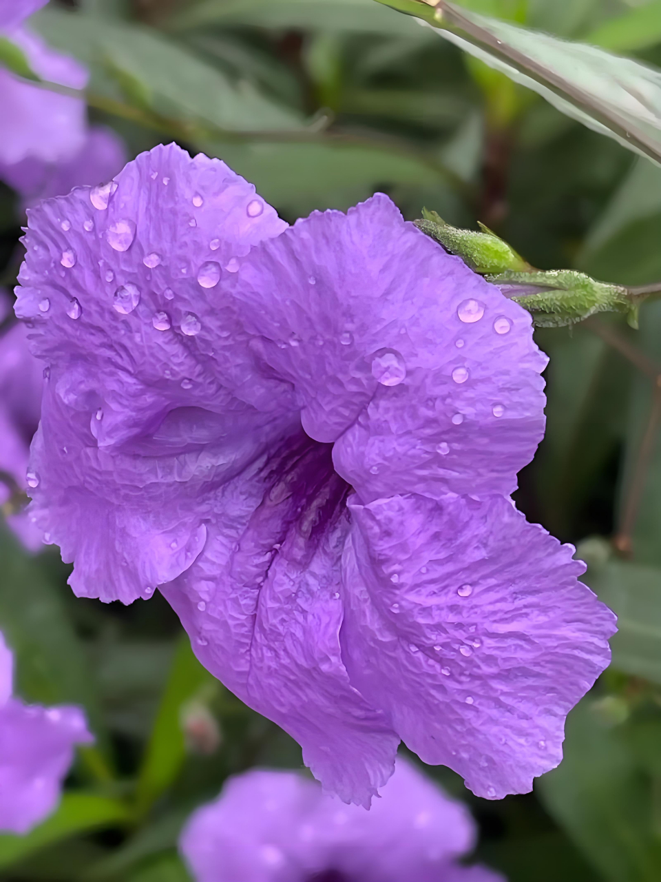 蓝花草形态特征图片