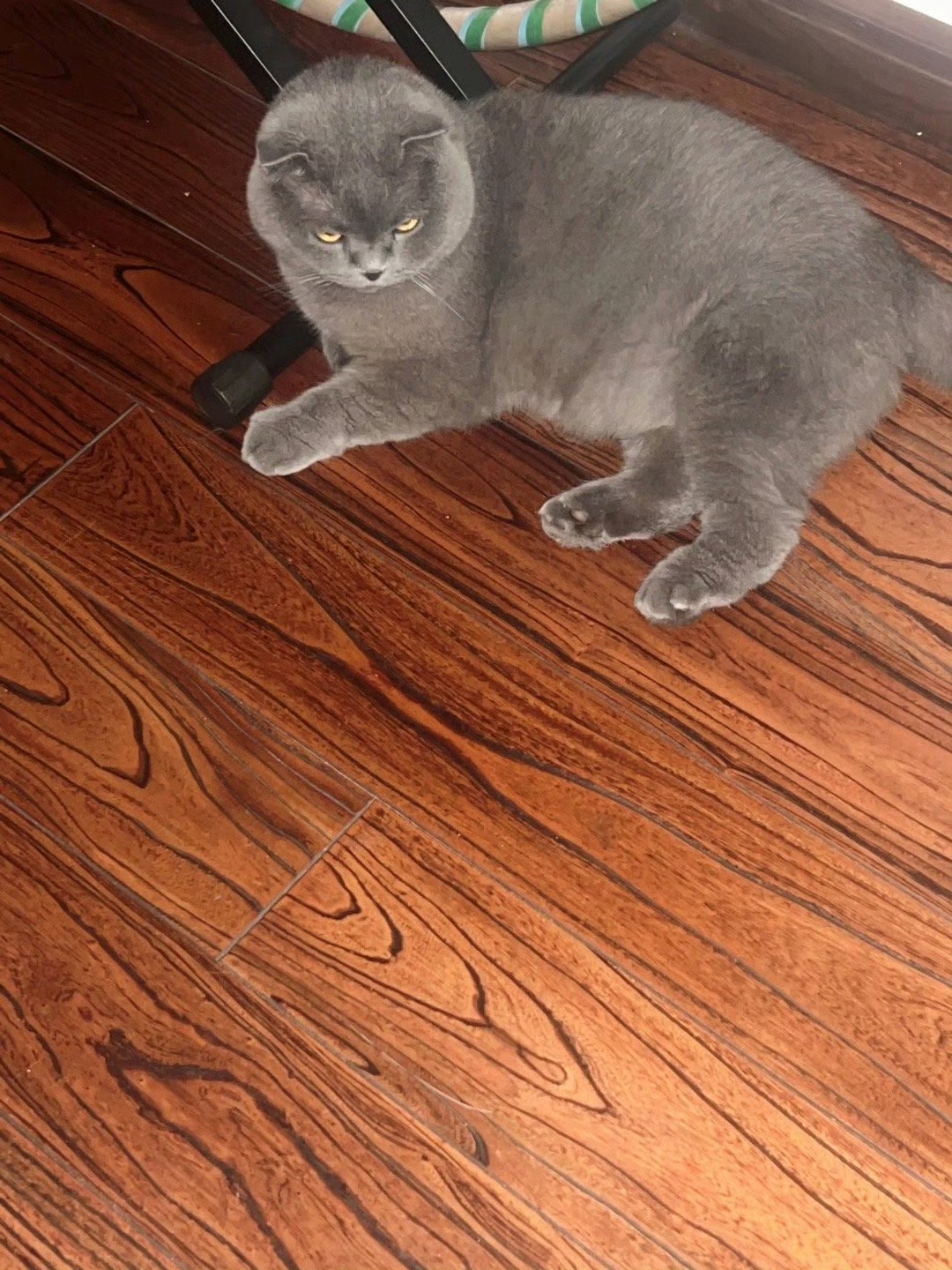 多啦蓝猫luckyhi早上好还吃过啦?