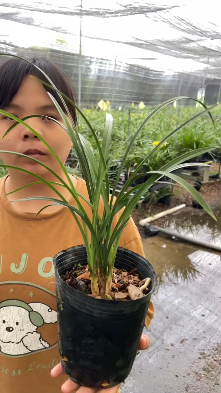 这款细叶子兰花,你喜欢吗?