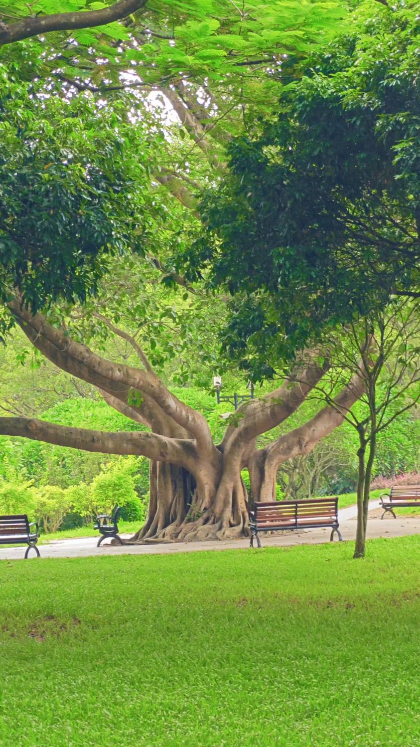 深圳莲花山公园里的这些大榕树,我很喜欢