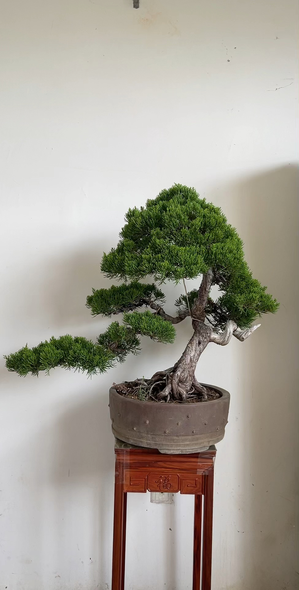 精品台湾真柏盆景