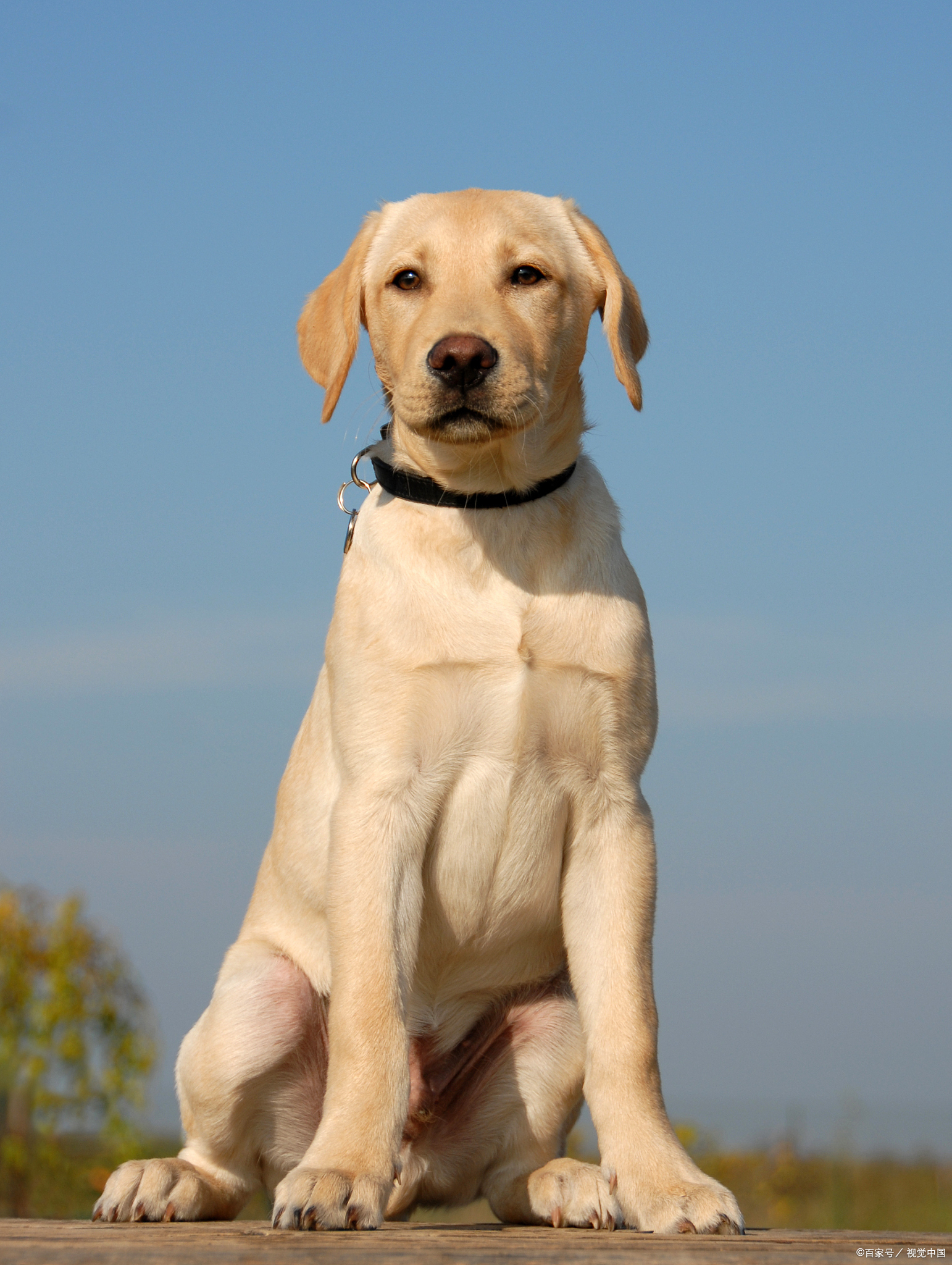 警犬图片大全大图图片