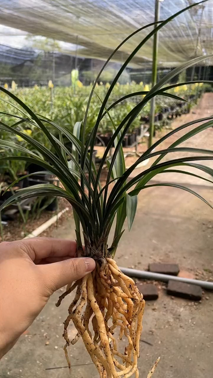 这就是你们一直在找的细叶子兰花!