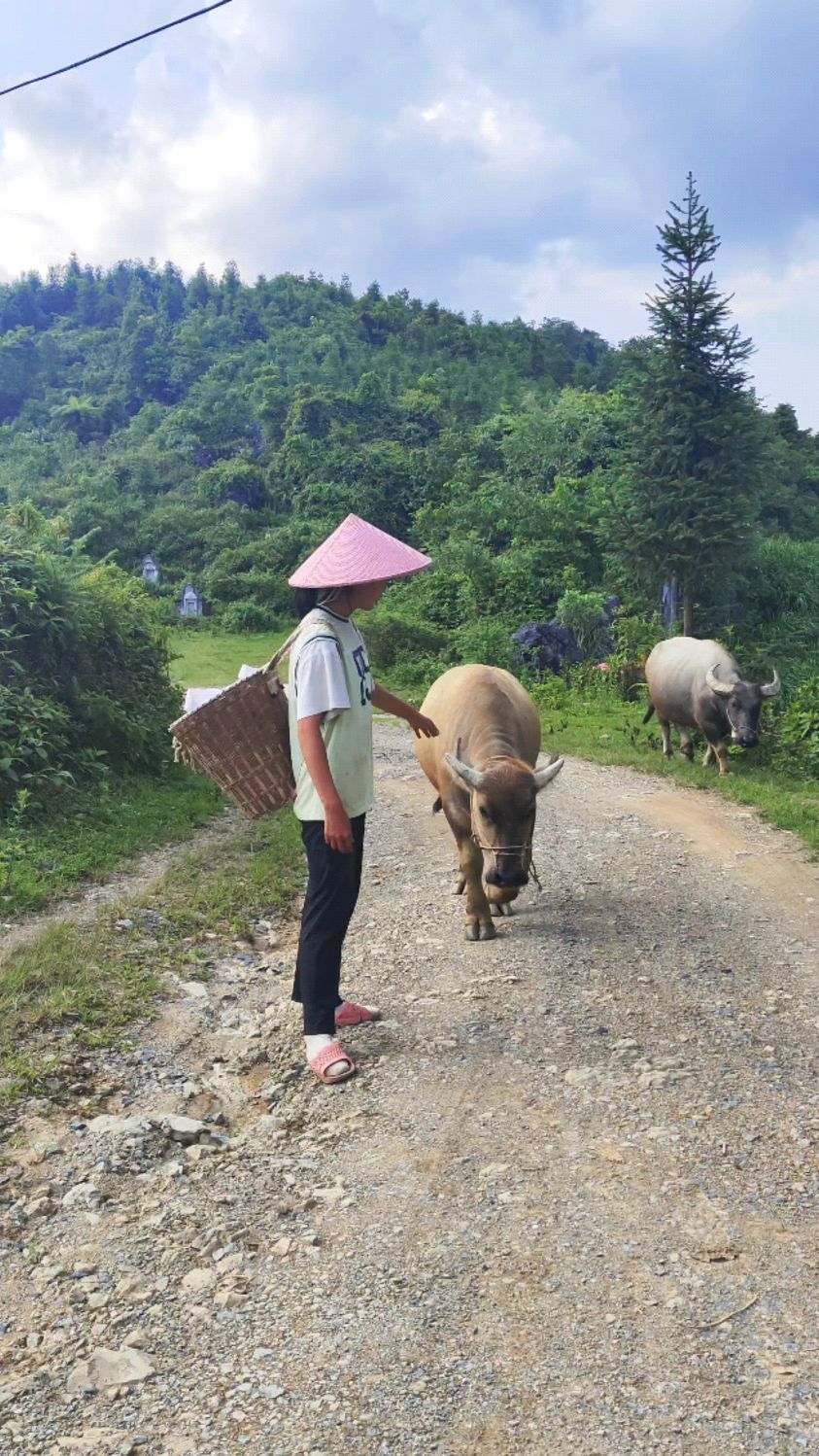 放牛照片高清图 真实图片