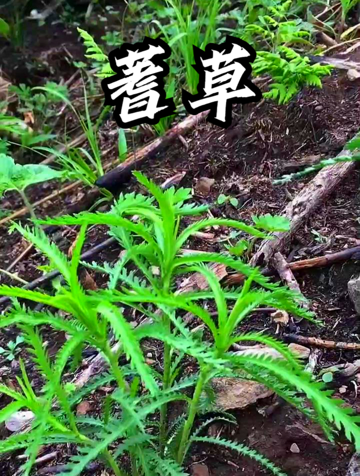 蓍草也叫蜈蚣草,拿它泡茶饮用,可以缓解身体疲劳