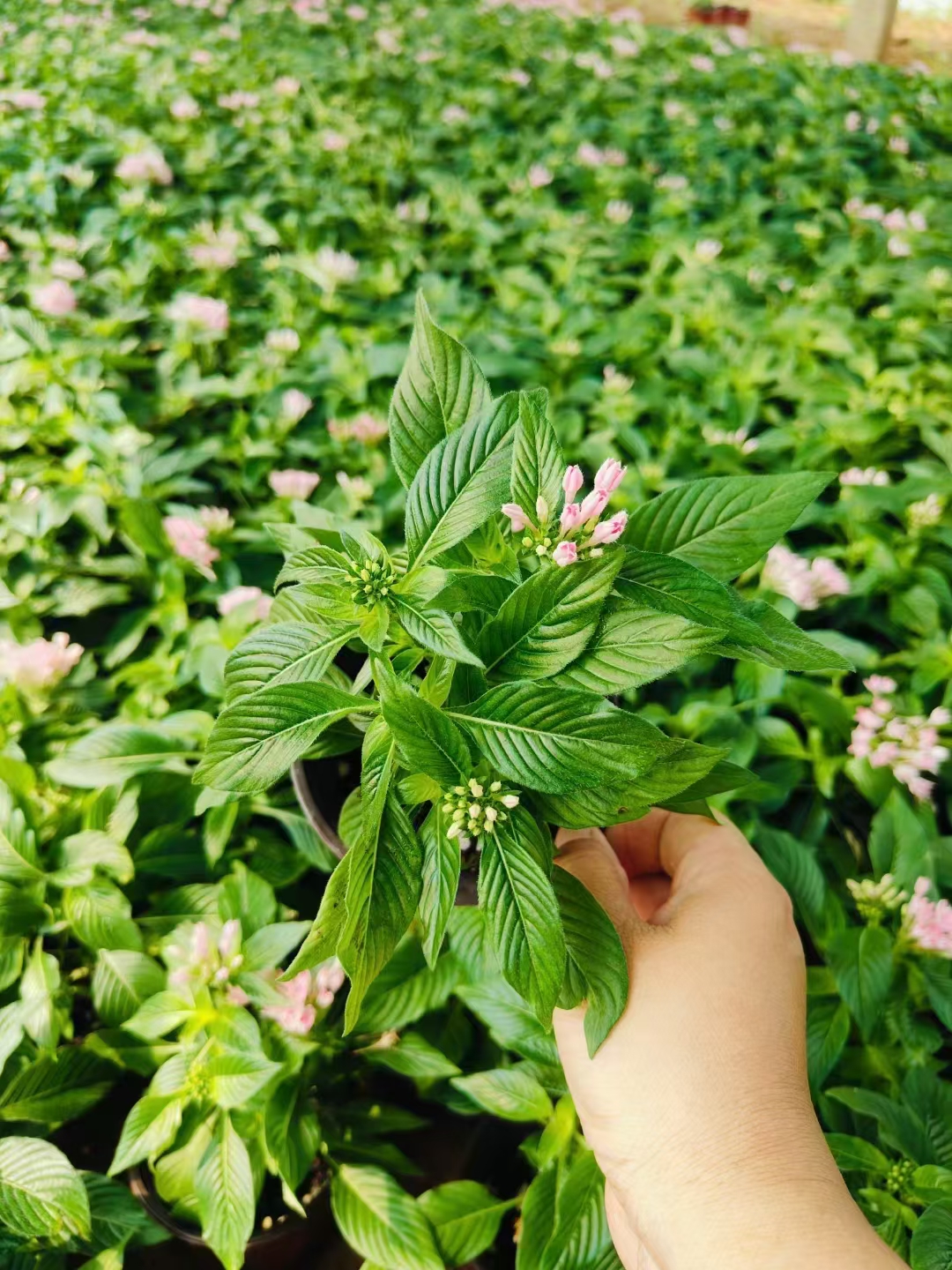 茜草花花语图片