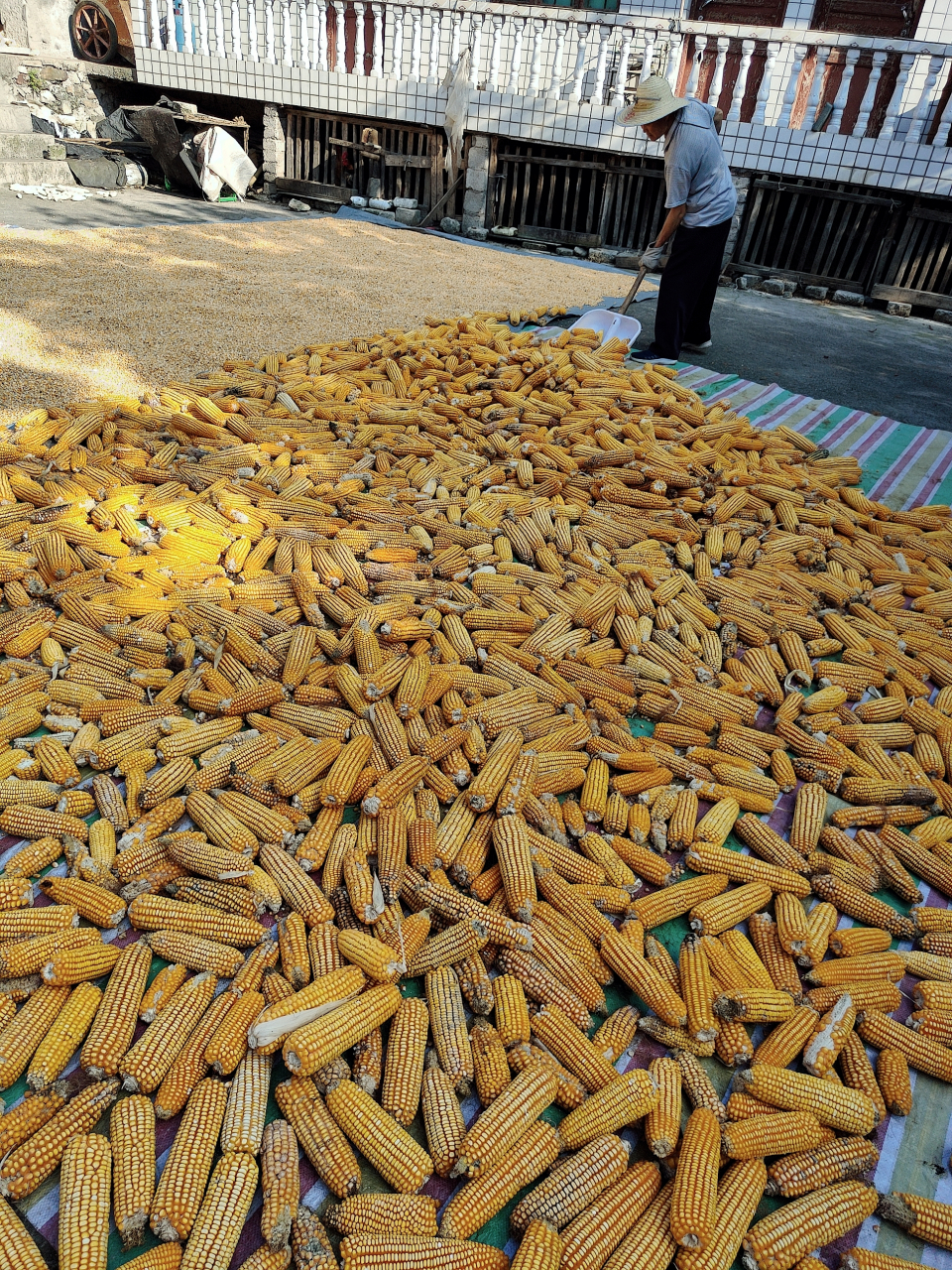 贵州省某农村迎来秋收,这里主要农作物就是玉米,玉米作为主要种植的农