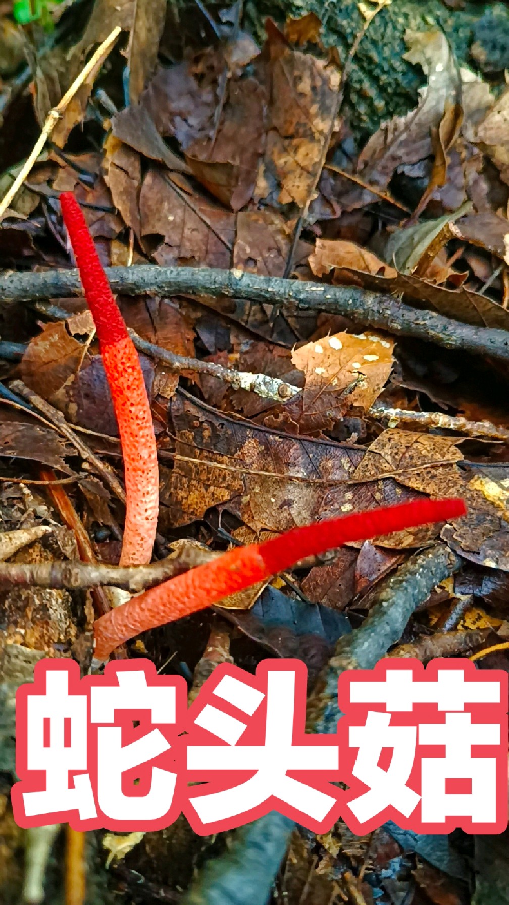 泰山蛇头菇,又叫蛇头菌,有毒有人称它是世界上最丑的蘑菇它丑么?