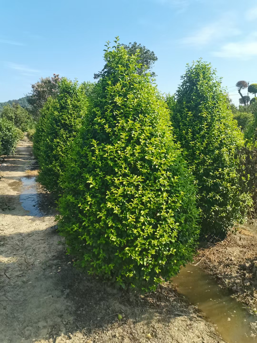 金禾女贞喜光,不耐阴,因此在种植时应选择阳光充足的地方.对土壤要求