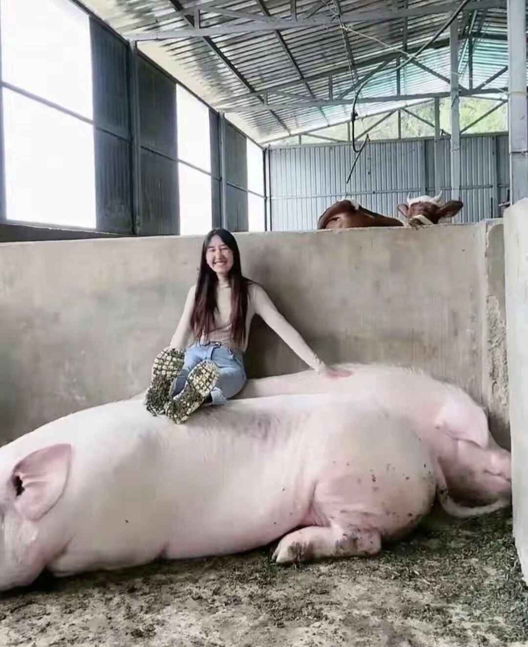 果然二师兄都是看脸来长肉的,有美女养才能肥壮又乖!