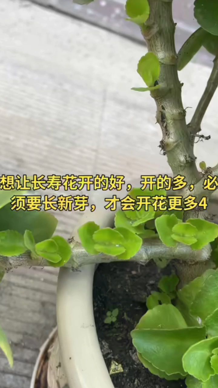 长寿花老桩修剪图片图片