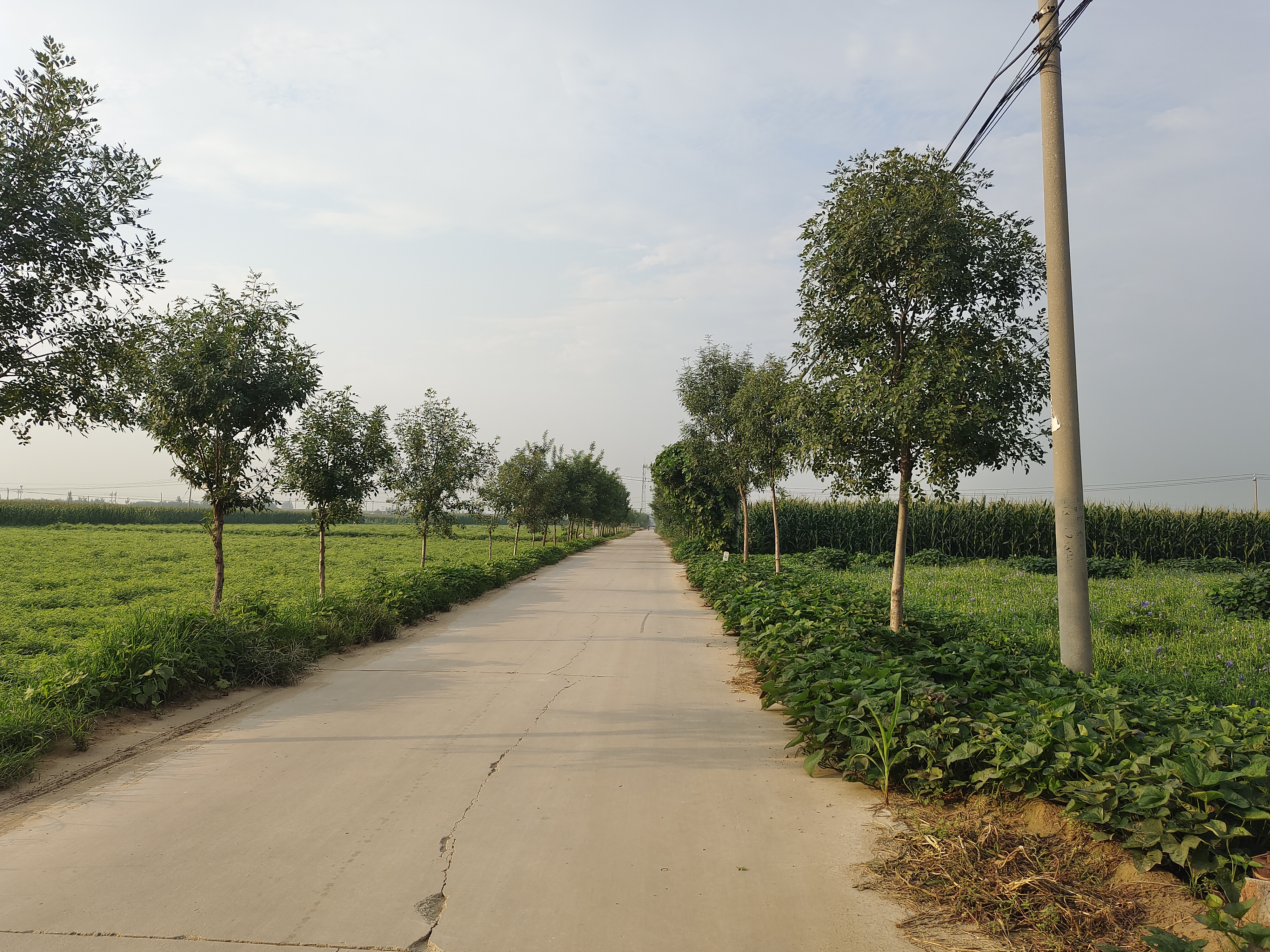 骑着电车在乡间小路上忽然发现,这早晨真的很让人留恋
