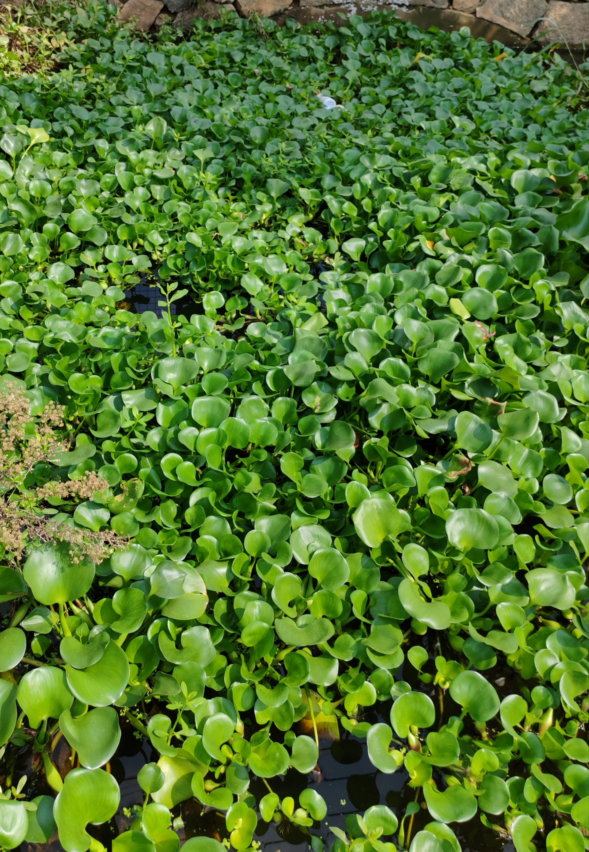 需要注意的是,虽然水葫芦具有多种用途,但过度种植可能导致生态失衡