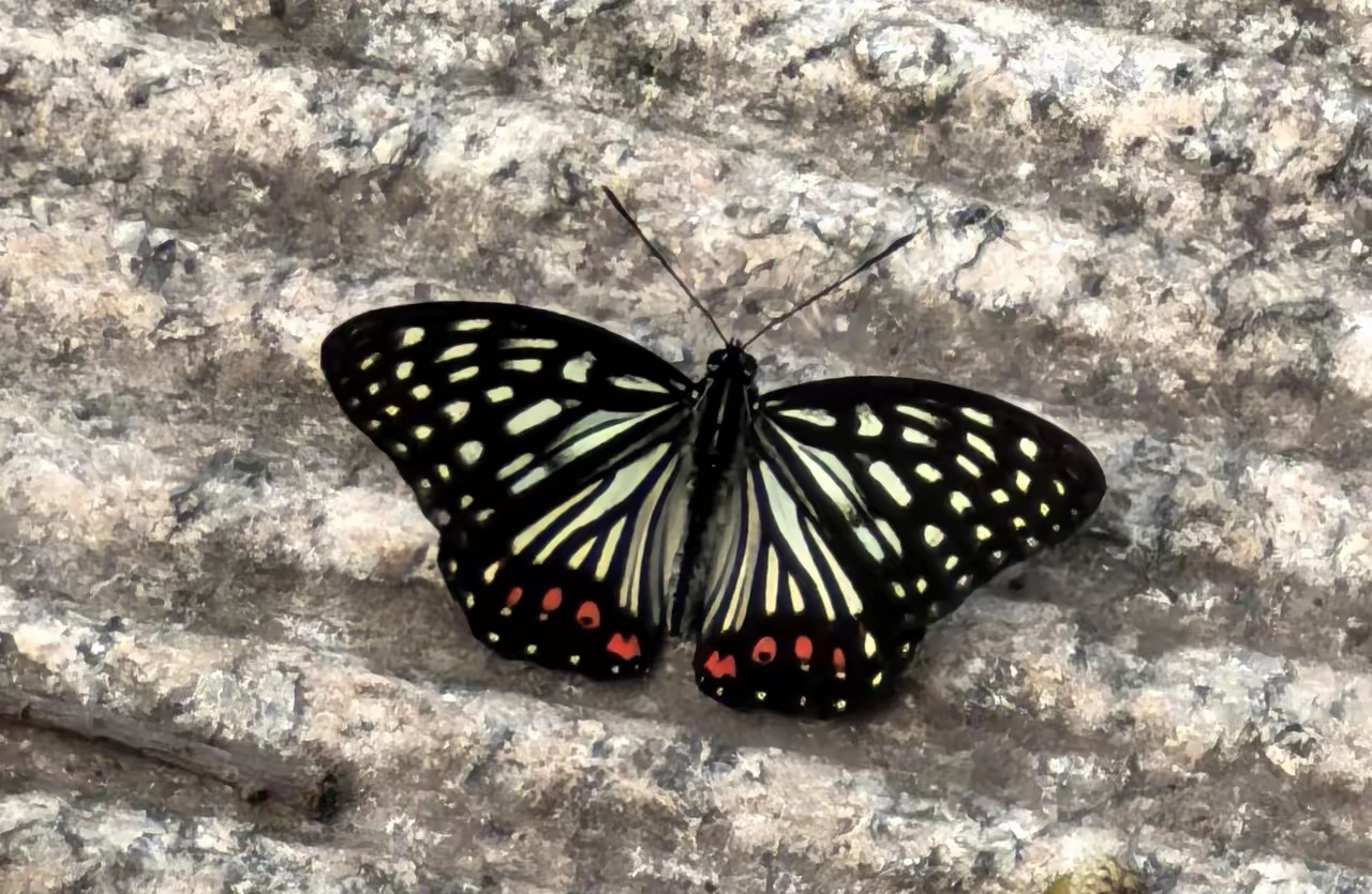 清晨在沈阳棋盘山登山时,发现一只蝴蝶落在石阶上不停地扇动着翅膀