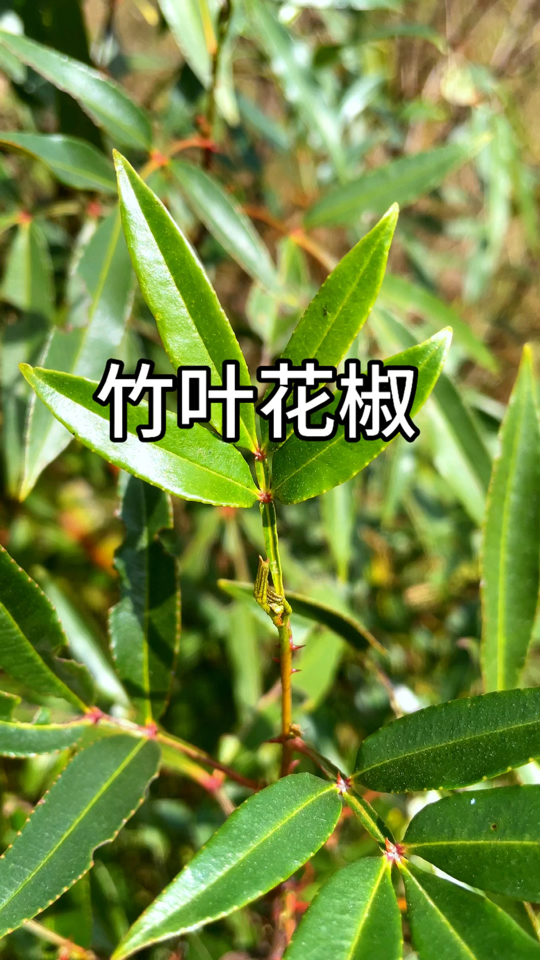 山上随处可见的竹叶花椒,既然还可以用来泡脚