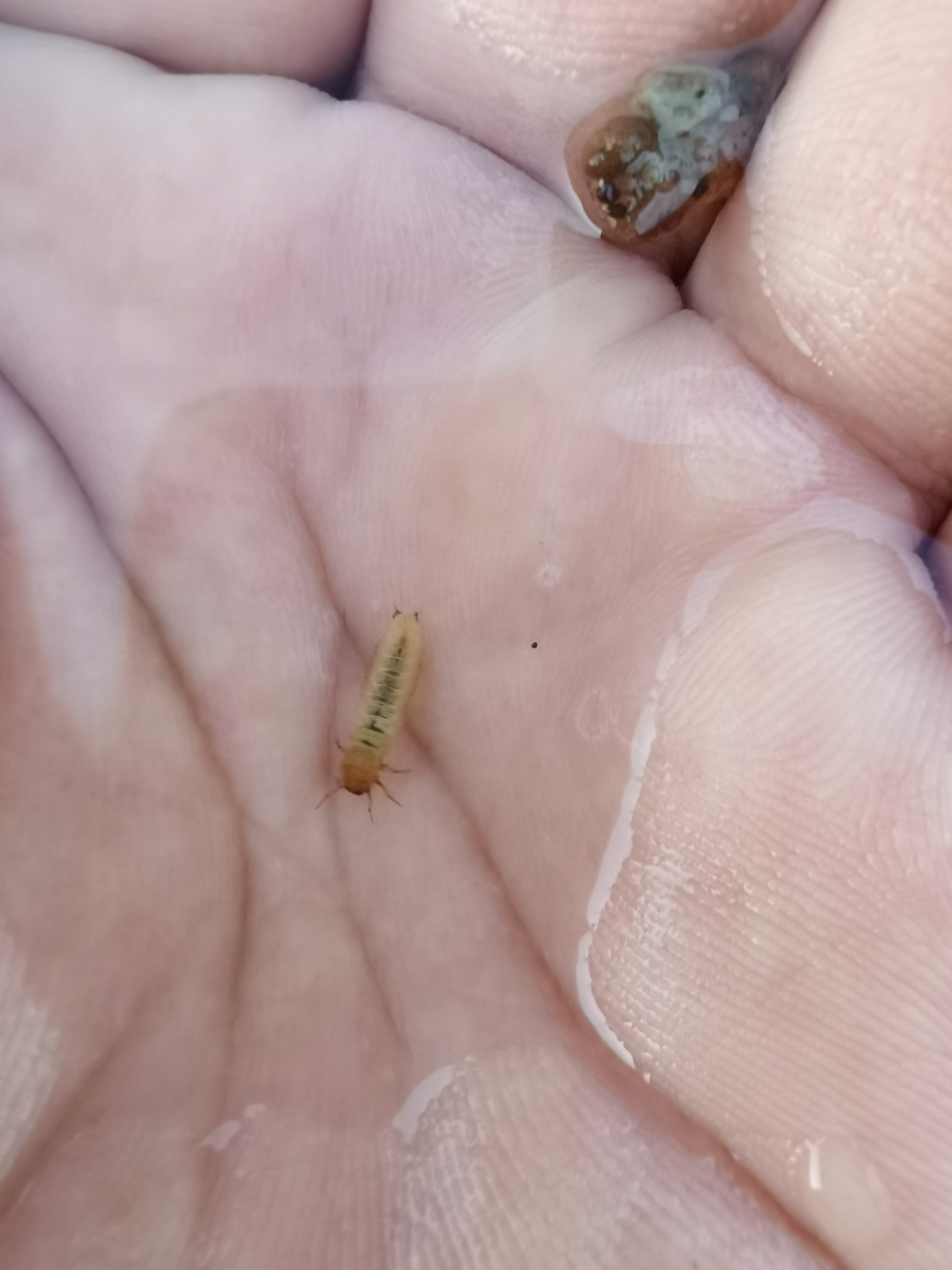 的沙里看到有小石头在移动,我抓了两个,发现有个洞,里边钻了一条虫子