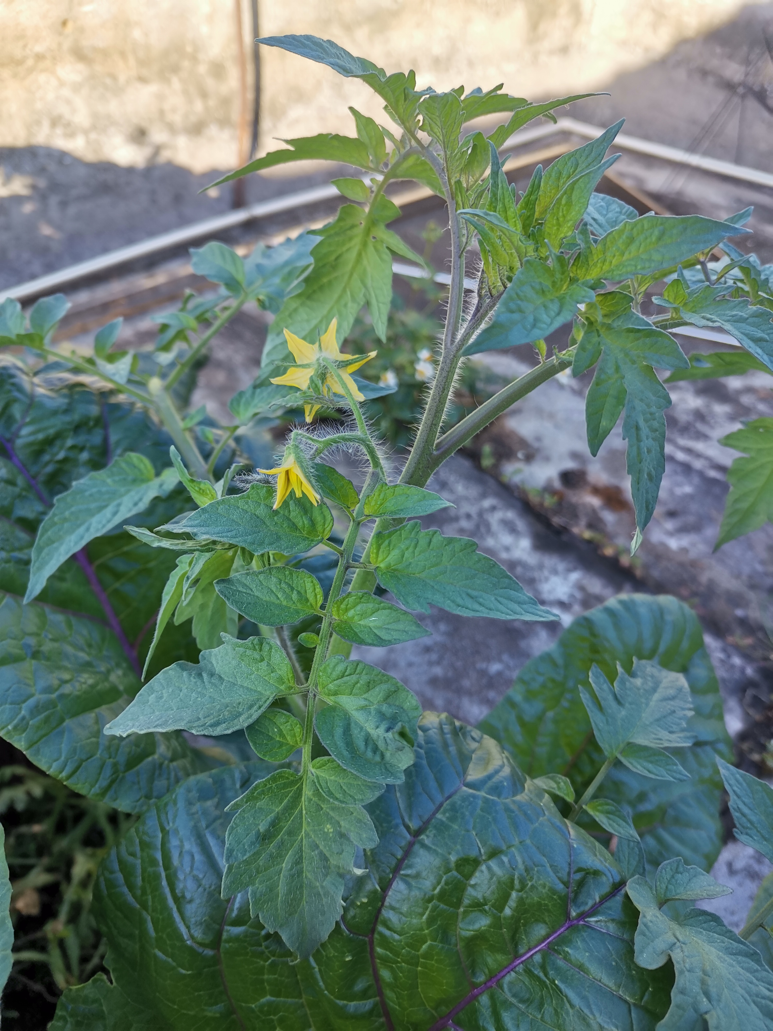教育暑期夏令营# 种在楼顶的西红柿开花了,儿子说这小小的黄花虽炔换